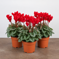 Cyclamen Red 10.5cm Pot Pack of 3 & 6 Flowering Outdoor Plants