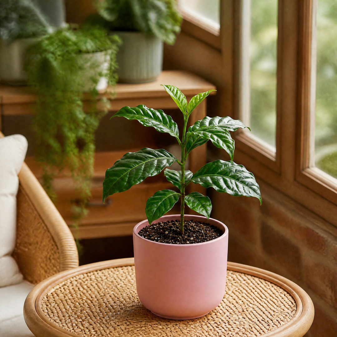 Coffee Arabica – Indoor Coffee Plant for Home & Office (12cm Pot) Plants By Post