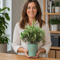 3L Bush Olive Indoor & Outdoor Evergreen
