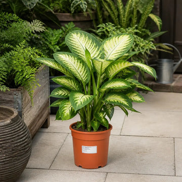 Dieffenbachia Camilla Dumb Cane 19cm Pot – Large Indoor Foliage Houseplant Plants By Post