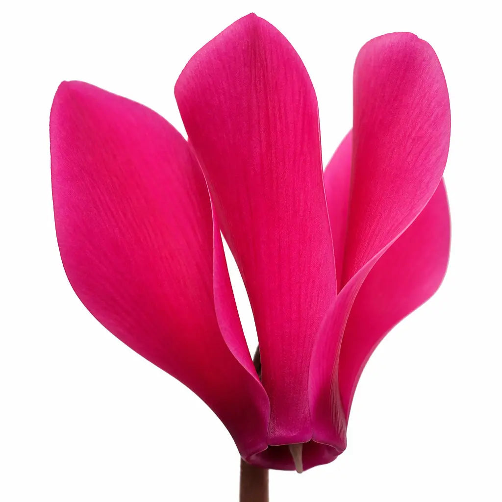 Cyclamen Deep Rose 10.5cm Pot Pack of 3 & 6 Flowering Outdoor Plants Plants By Post