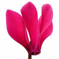 Cyclamen Deep Rose 10.5cm Pot Pack of 3 & 6 Flowering Outdoor Plants Plants By Post