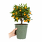 Olive Premium Plastic Planter Green