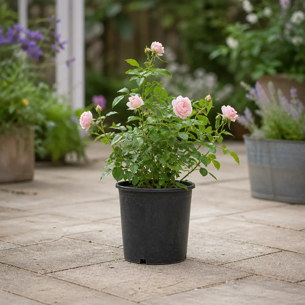 3L Happy Silver Wedding Light Pink Rose Bush - Beautiful Flowering Plant Gift Plants By Post