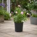 3L Happy Silver Wedding Light Pink Rose Bush - Beautiful Flowering Plant Gift Plants By Post