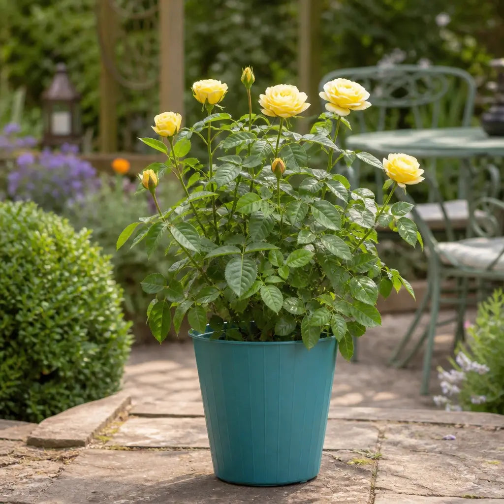 5L Rose Anniversary Wishes Yellow Rose Bush | Beautiful Flowering Garden Plant Plants By Post