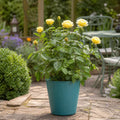 5L Rose Anniversary Wishes Yellow Rose Bush | Beautiful Flowering Garden Plant Plants By Post