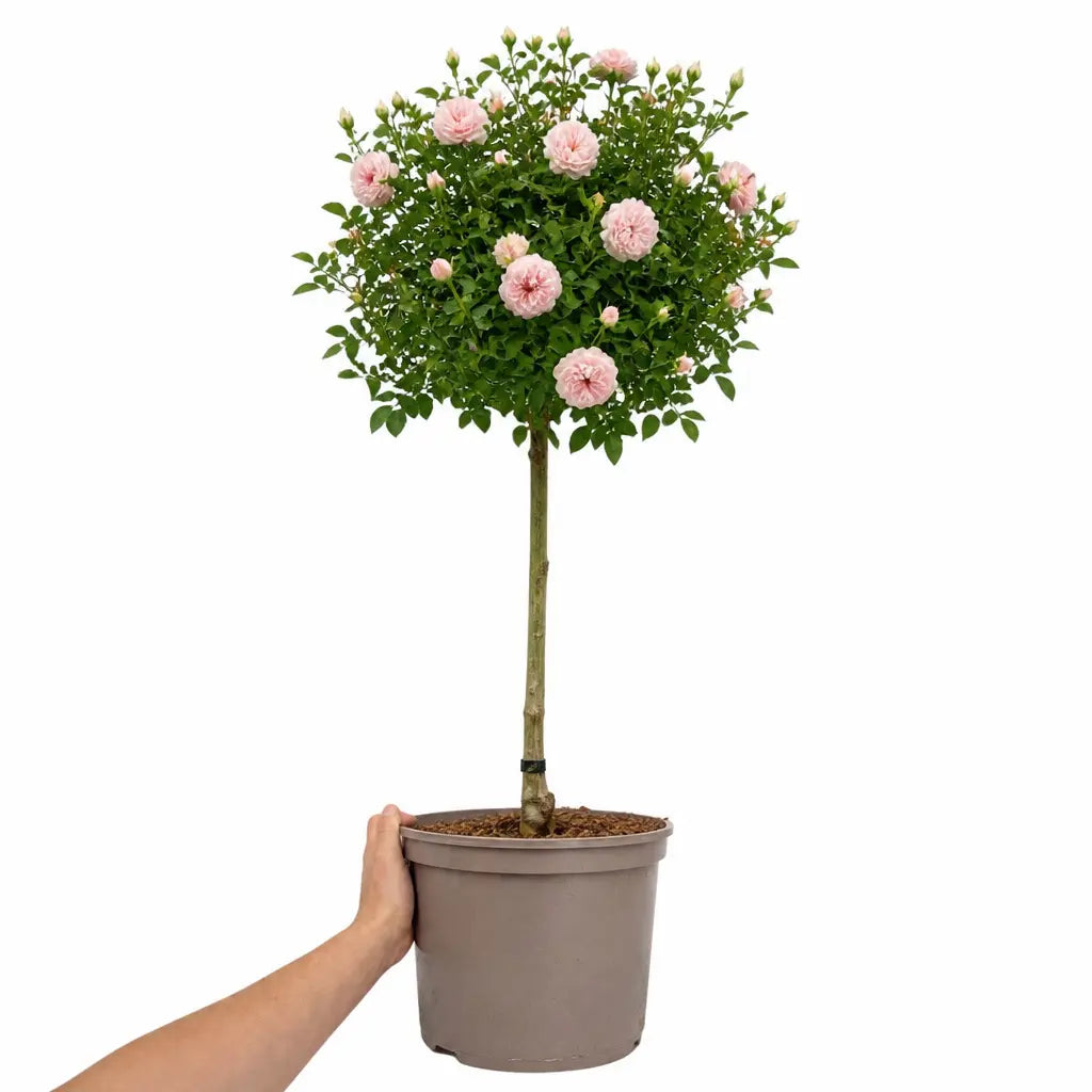 7.5L Standard Rose Tree Light Pink 100-110cm - Elegant Flowering Garden Rose Plant Plants By Post