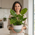 Philodendron Imperial Green – Large Glossy Green Foliage Tropical Evergreen Indoor Houseplant Plants By Post