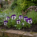 Pansy Delta Pro Violet & White 9 Pack × 2 Spring & Autumn Bedding Plants Plants By Post