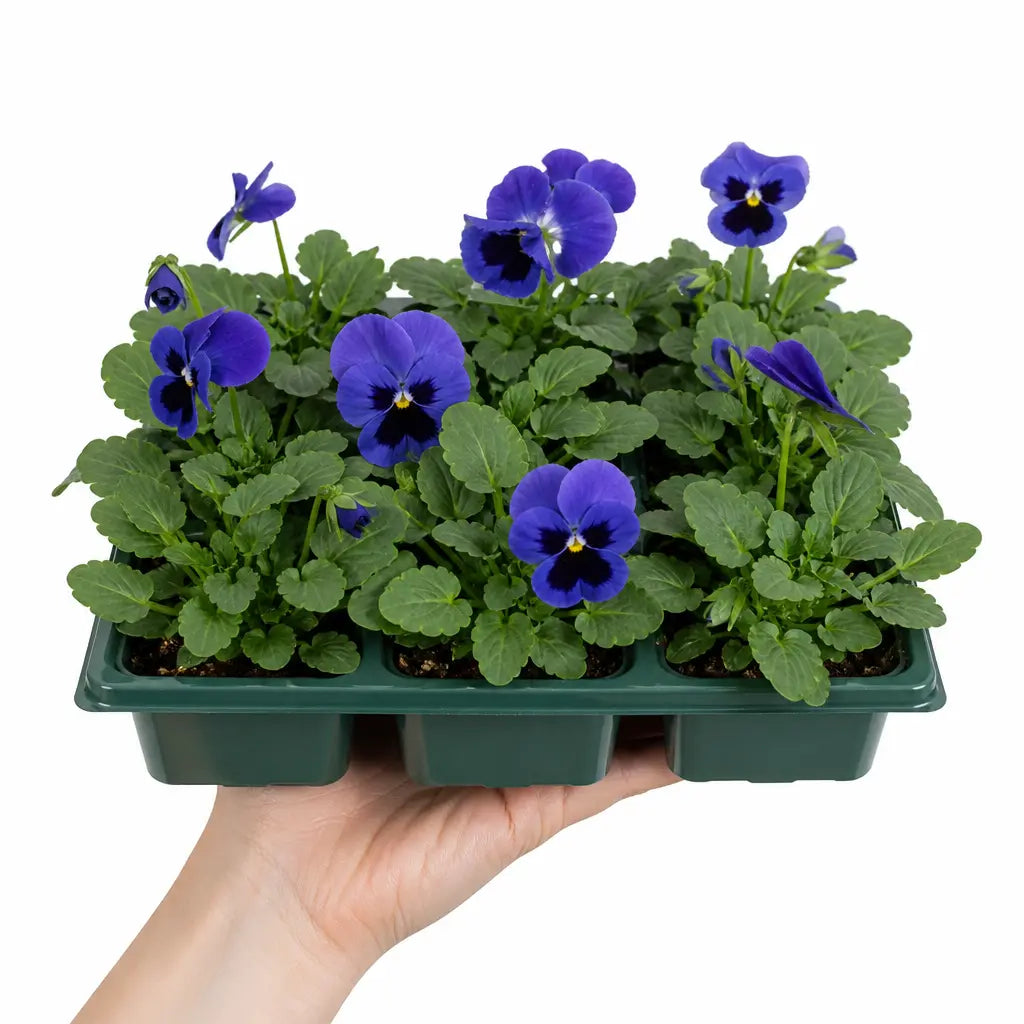 Pansy Delta Pro Deep Blue with Blotch 9 Pack × 2 Spring & Autumn Bedding Plants Plants By Post