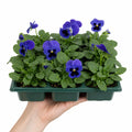 Pansy Delta Pro Deep Blue with Blotch 9 Pack × 2 Spring & Autumn Bedding Plants Plants By Post
