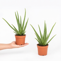Aloe Vera Plant 12cm Pot for Indoors - Medicinal Houseplant