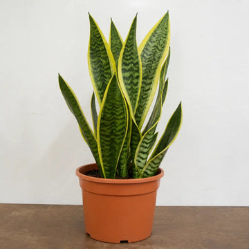 Sansevieria Superba Snake Plant 21cm Pot – Large Indoor Houseplant Plants By Post