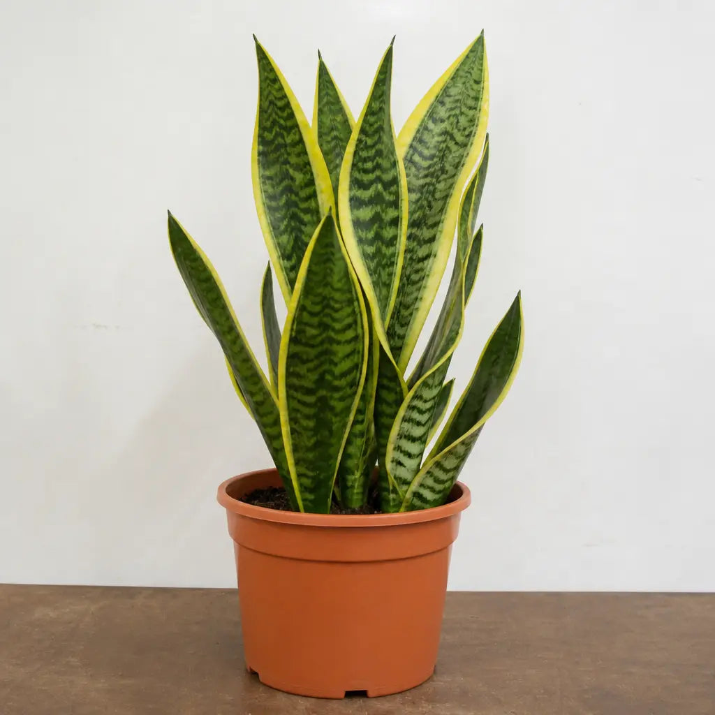 Sansevieria Superba Snake Plant 21cm Pot – Large Indoor Houseplant Plants By Post