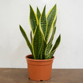 Sansevieria Superba Snake Plant 21cm Pot – Large Indoor Houseplant Plants By Post