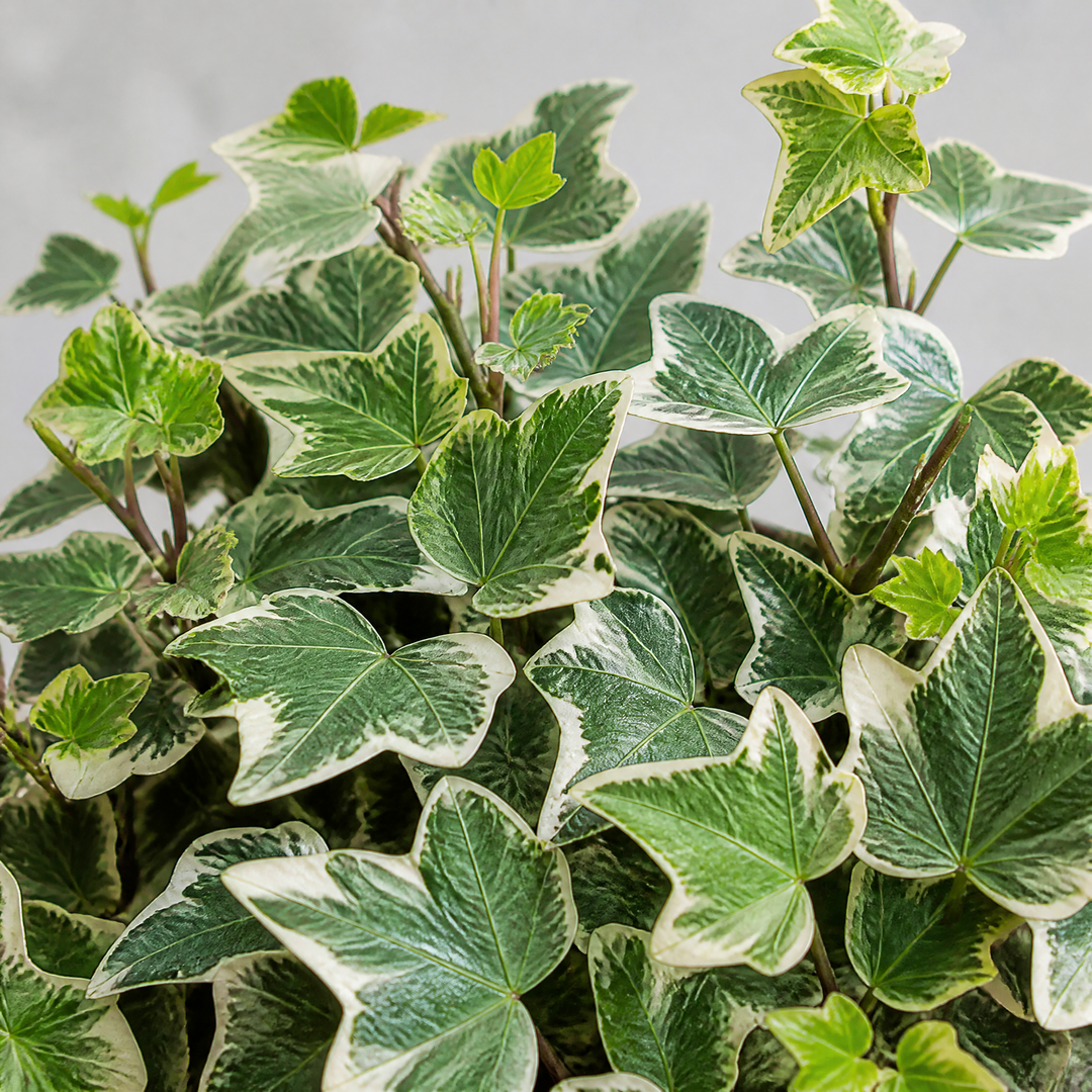 Hedera Variegated Ivy 12cm Pot Plants By Post