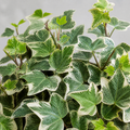Hedera Variegated Ivy 12cm Pot Plants By Post