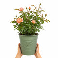 3L Happy Birthday Peach Rose Bush - Beautiful Flowering Plant Gift Plants By Post