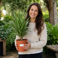 Dracaena White Jewel Dragon Tree 17cm Pot – Easy Care Indoor Houseplant Plants By Post