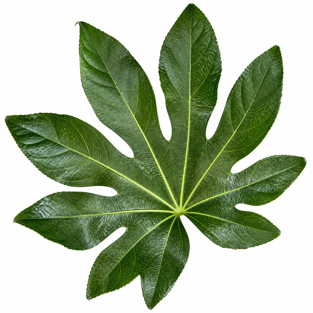 Fatsia Paper Plant – Large Glossy Green Foliage Evergreen Indoor and Outdoor Plant Plants By Post