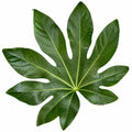 Fatsia Paper Plant – Large Glossy Green Foliage Evergreen Indoor and Outdoor Plant Plants By Post