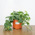 Scindapsus Pictus Trebie Pothos 12cm Pot Plants By Post