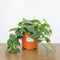 Nursery Pot