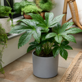 Fatsia Paper Plant 12cm Pot - Air Purifying Plant Plants By Post