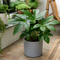 Matt Grey Ceramic Pot