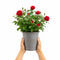 Olive Premium Plastic Planter Grey