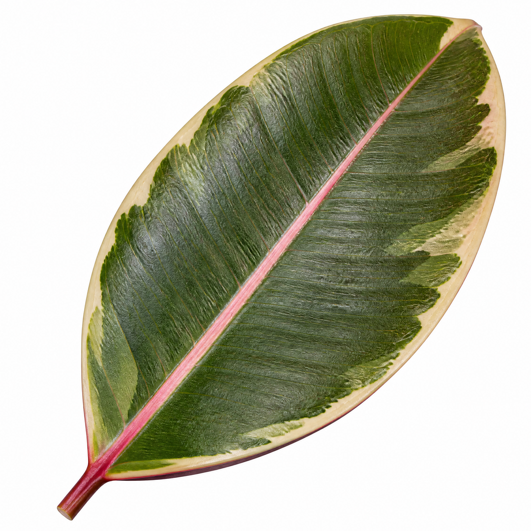 Ficus Belize Pink Rubber Plant 12cm Pot – Variegated Indoor Houseplant The Rose Press Garden