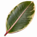 Ficus Belize Pink Rubber Plant 12cm Pot – Variegated Indoor Houseplant The Rose Press Garden