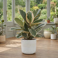 Ficus Tineke Rubber Plant 5L – Variegated Indoor Houseplant Plants By Post
