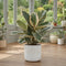 White Stoneware Pot