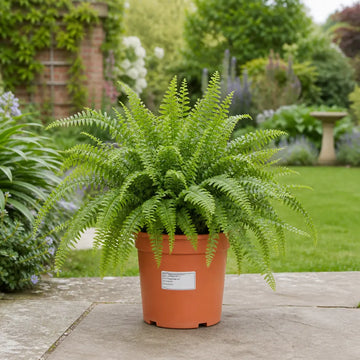 Nephrolepis Boston Fern 17cm Pot – Easy Care Pet Friendly Indoor Houseplant Plants By Post