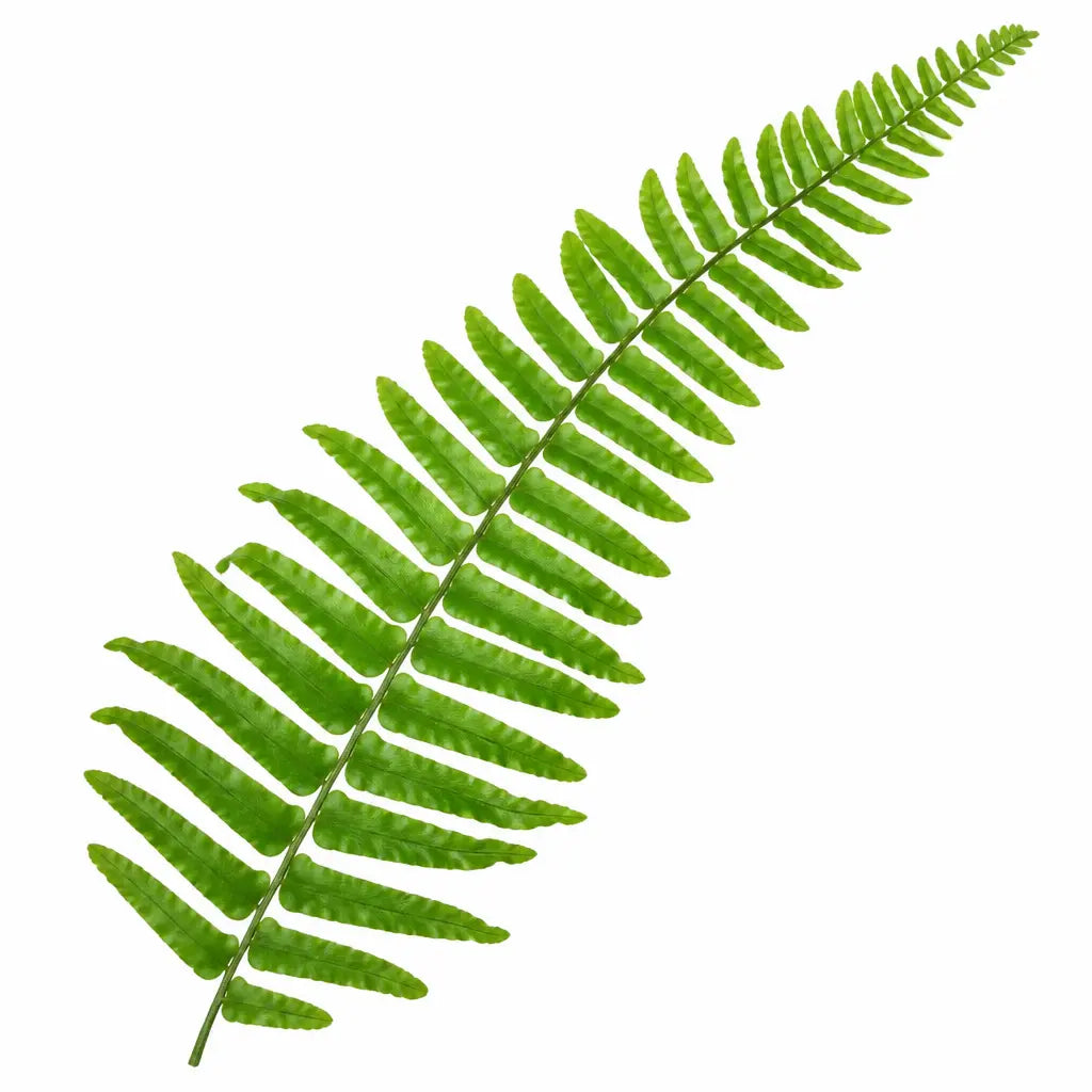 Nephrolepis Boston Fern 17cm Pot – Easy Care Pet Friendly Indoor Houseplant Plants By Post