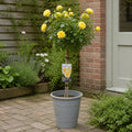 7.5L Standard Rose Tree Yellow 100-110cm | Elegant Flowering Garden Rose Plant Plants By Post