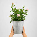 3L Happy Silver Wedding Light Pink Rose Bush - Beautiful Flowering Plant Gift Plants By Post