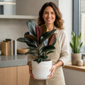 Ficus Abidjan Rubber Plant 5L – Dark Burgundy Indoor Houseplant Plants By Post