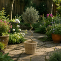 5L Spiral Olive Tree 100/110cm Tall Evergreen Mediterranean Tree