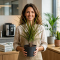 Dracaena Marginata 3 Stem Dragon Tree – Elegant Architectural Tropical Indoor Houseplant Plants By Post