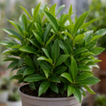5L Standard Bay Tree Outdoor and Indoor Patio Tree in Pot
