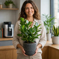 Clusia Autograph Tree 2L – Glossy Green Indoor Houseplant Plants By Post