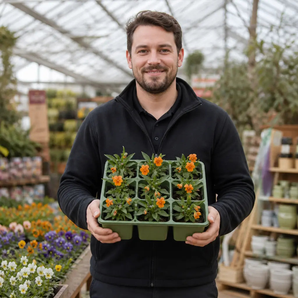 Viola Sorbet Deep Orange 9 Pack × 2 Spring & Autumn Bedding Plants Plants By Post
