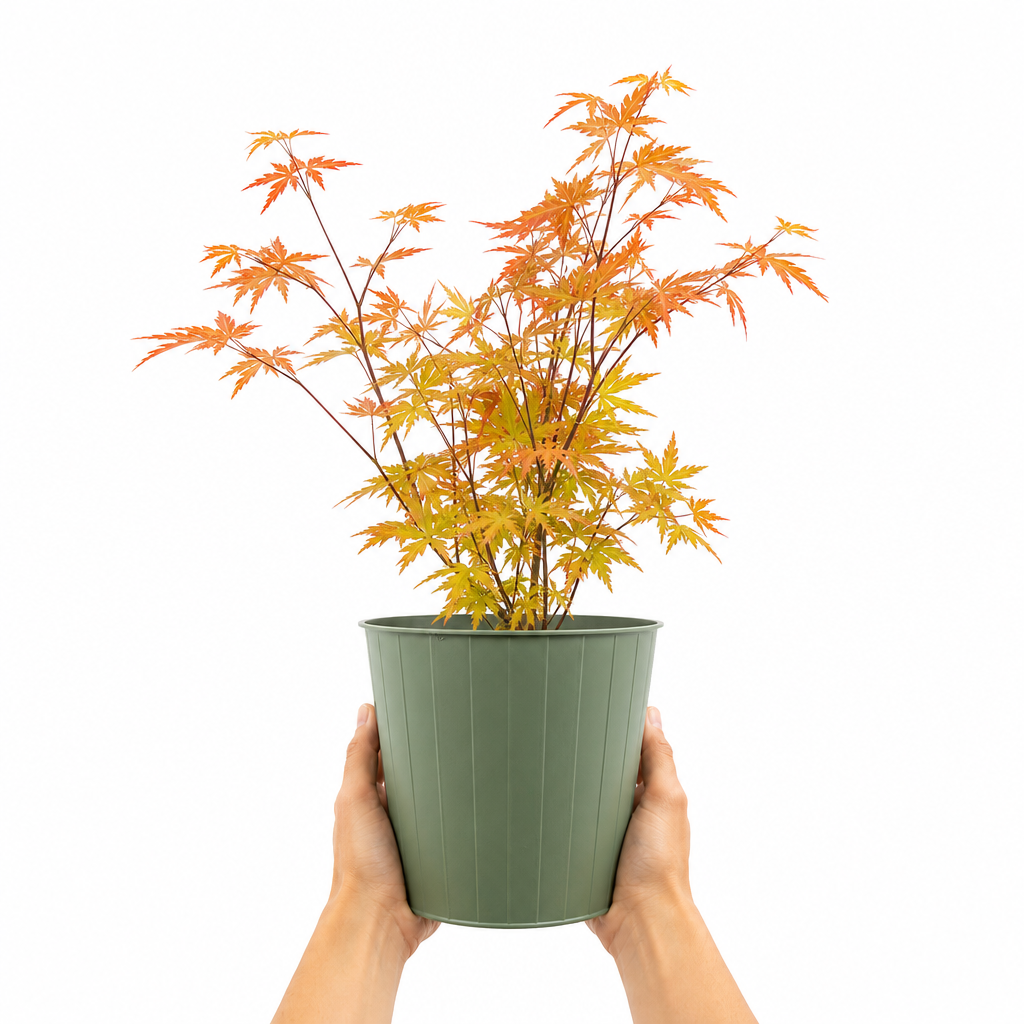 3L Acer Orange Leaf in Pot Outdoor Tree for Patio & Garden