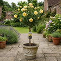 7.5L Standard Rose Tree Yellow 100-110cm | Elegant Flowering Garden Rose Plant Plants By Post