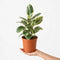 Nursery Pot