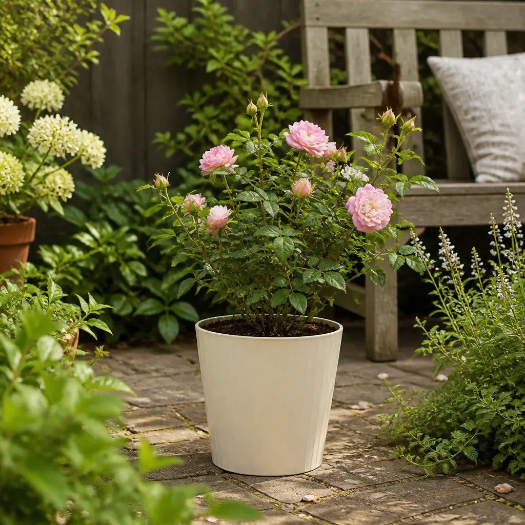 5L Rose Happy Retirement Pink Rose Bush - Beautiful Flowering Garden Plant Plants By Post