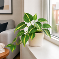 Philodendron Scandens Heartleaf Philodendron in 12cm Nursery Pot Plants By Post